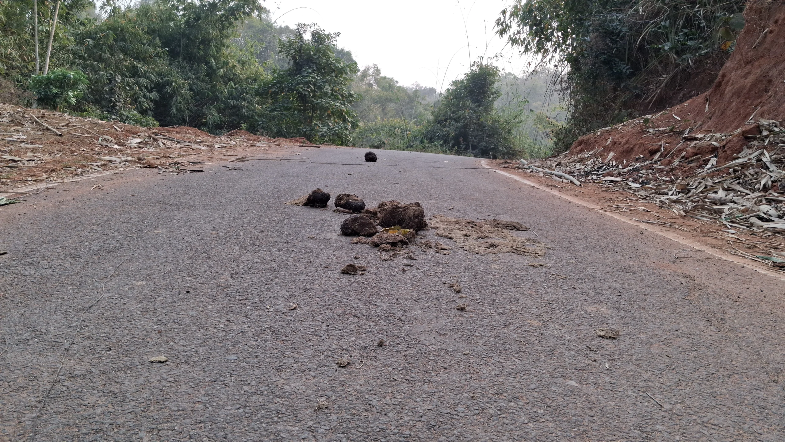 Elephant presence near Garbhanga forest village Satargaon