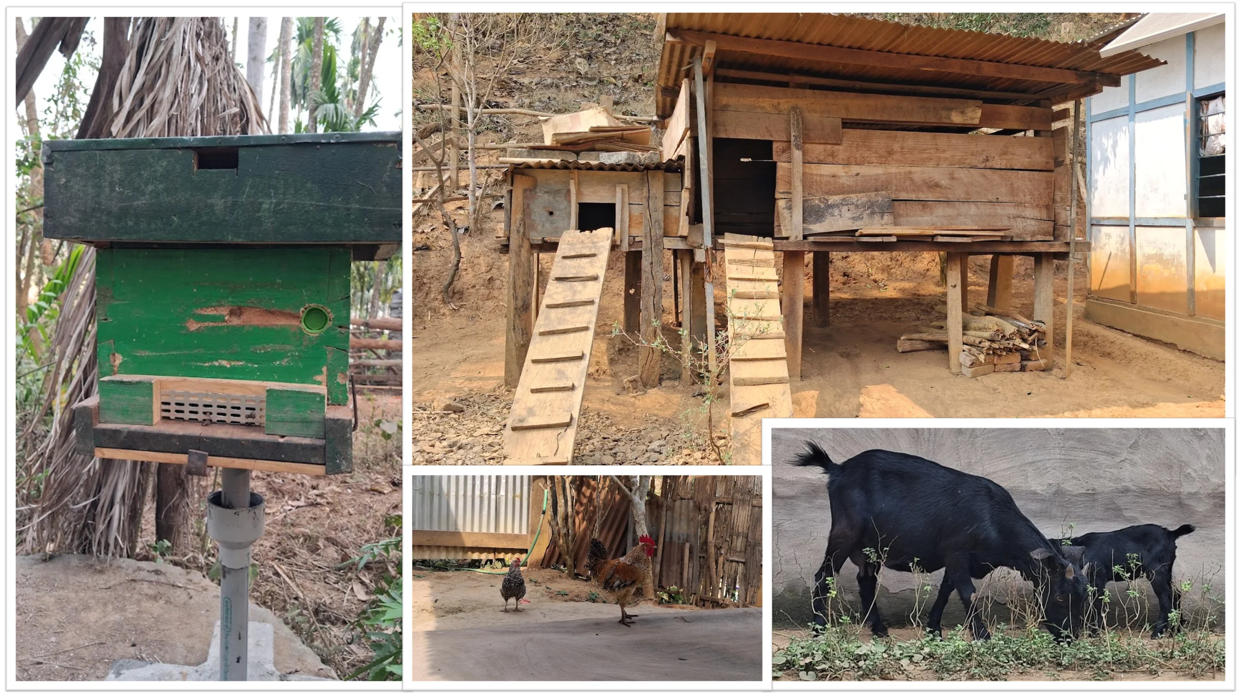 Beehive boxes, chickens and goats at Nasiriba homestay in Satargaon, A Village stay near Guwahati