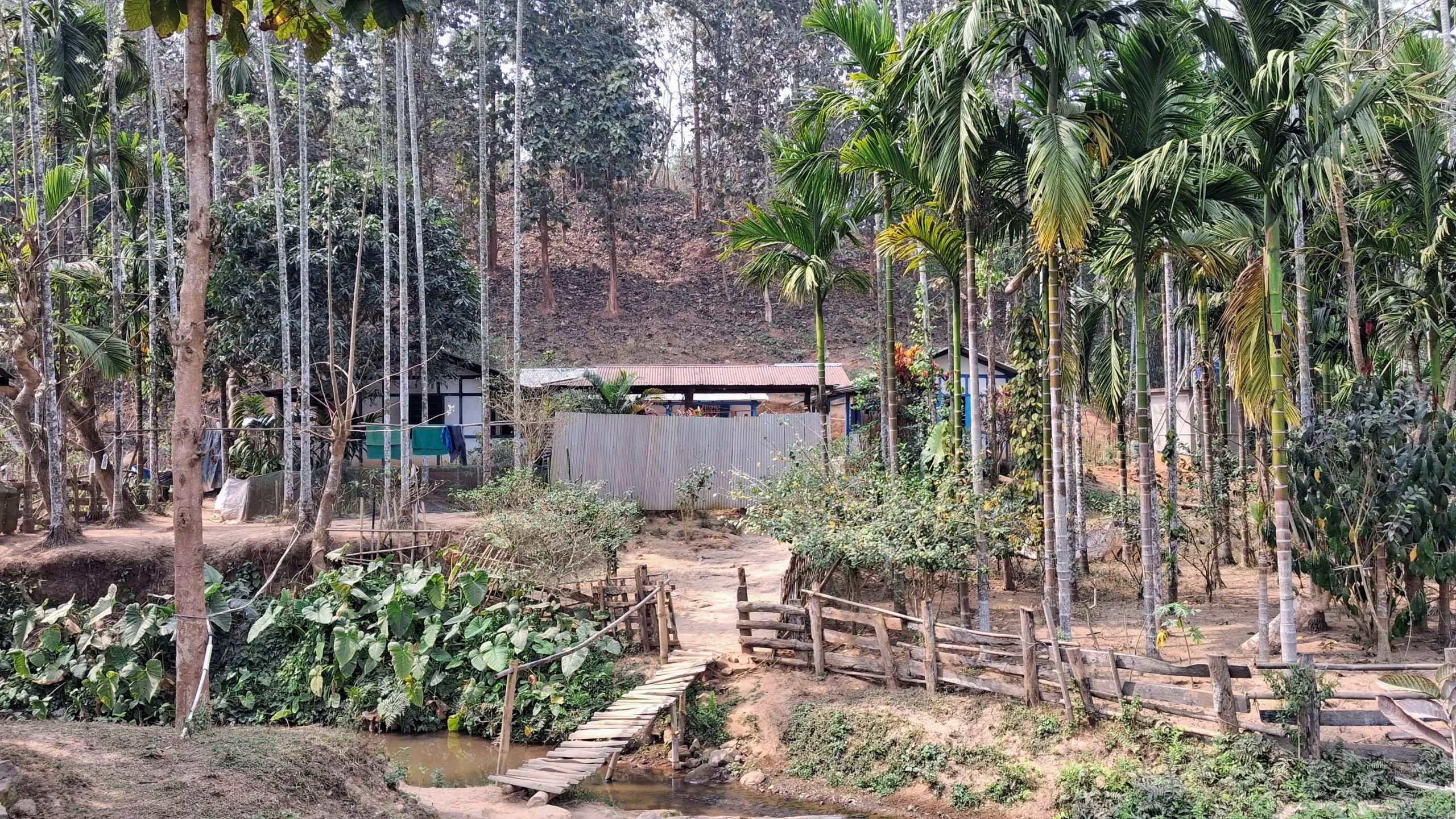 Nasiriba Food and Homestay entrance with bamboo bridge and betel nut trees near Guwahati