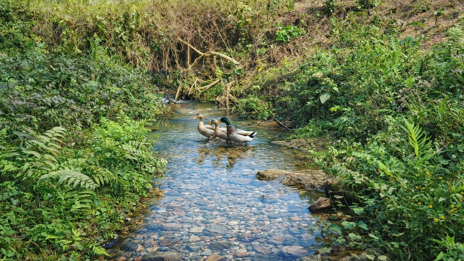 Small stream near Nasiriba village stay Satargaon