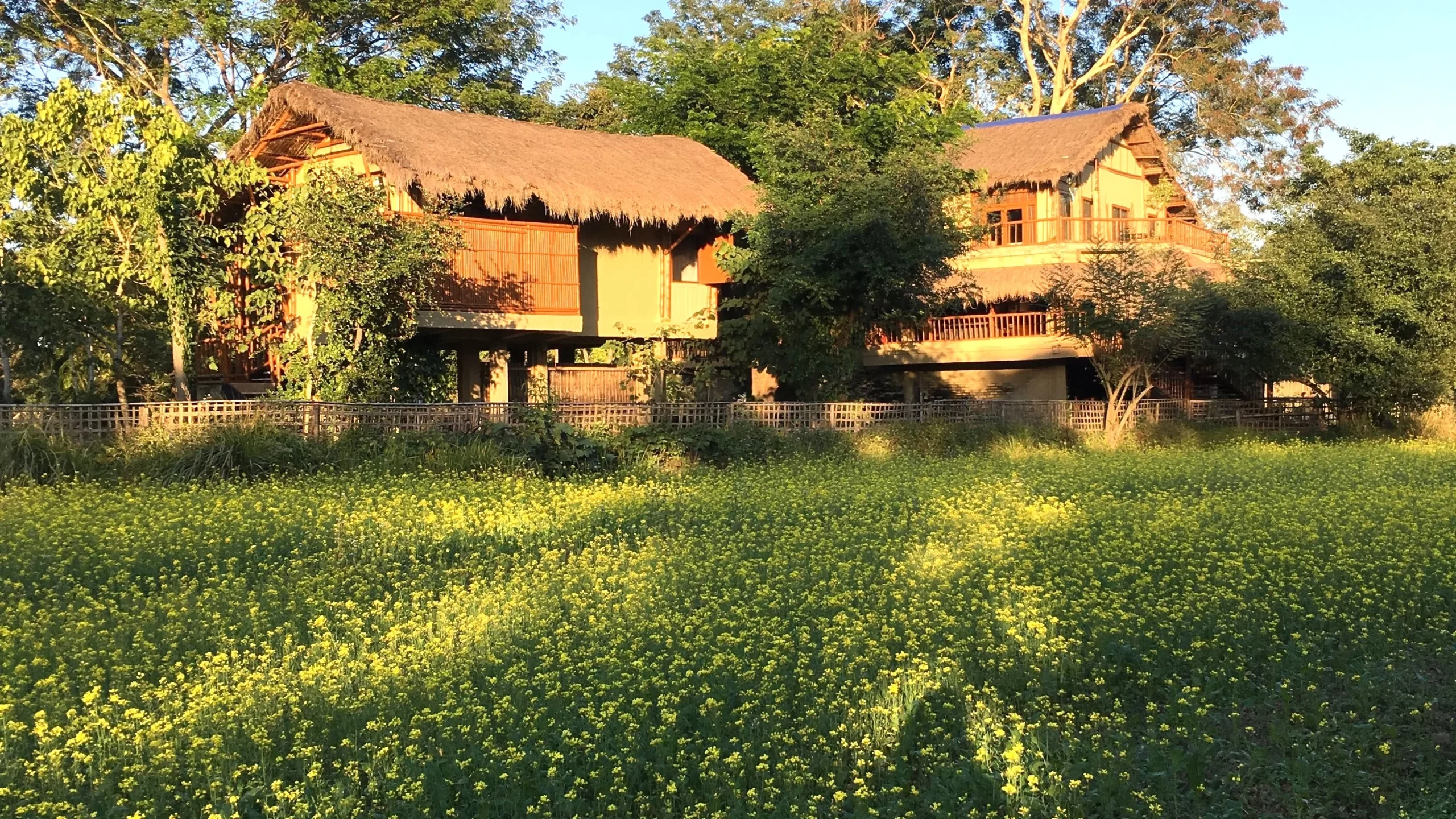Eco cottages at Diphlu River Lodge surrounded by mustard fields in Kaziranga