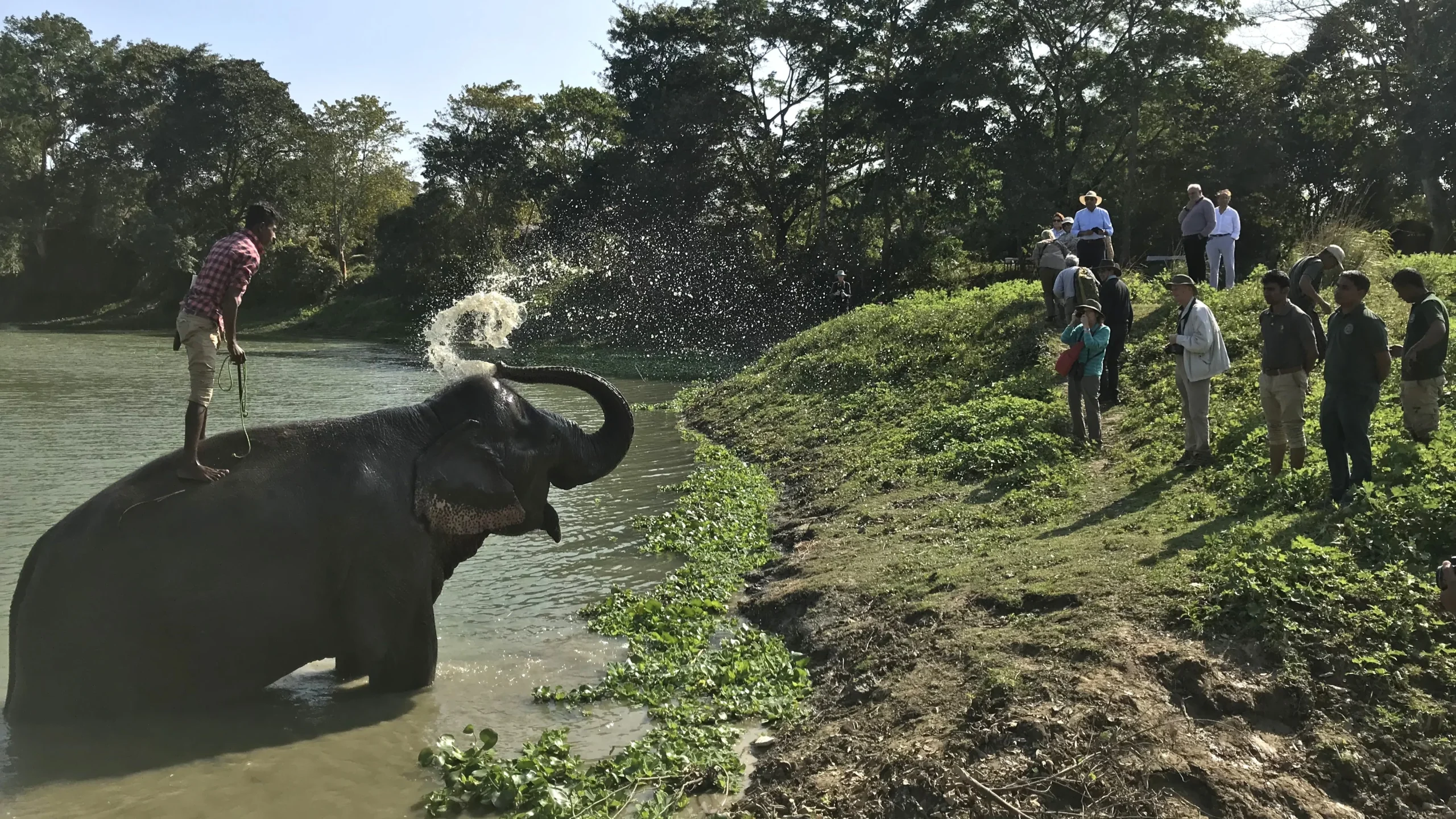 Elephant interaction at Diphlu River Lodge near Kaziranga National Park