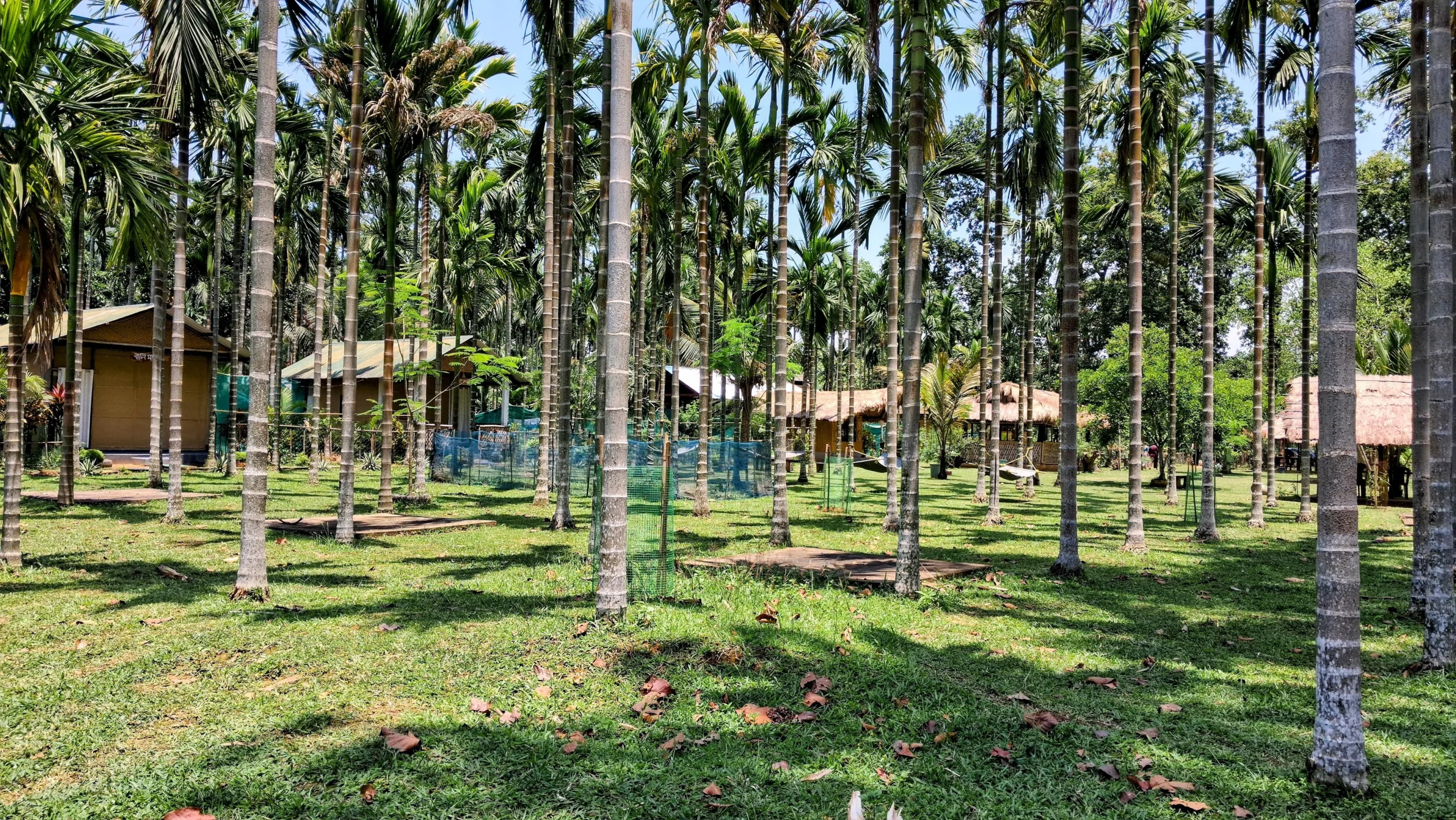 Chandubi Lake View Homestay Cottages through the Areca palm trees in front of the cottages.
